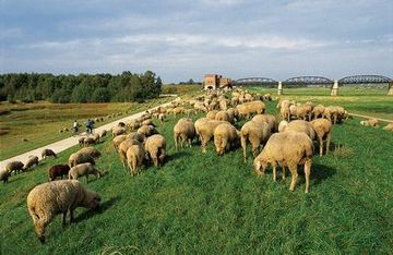 Rebaño de ovejas en el malecón cerca del Puente Viejo sobre el Elba en Damnatz