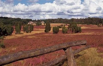 Parque Nacional de Lüneburger Heide (Landas de Luneburgo)